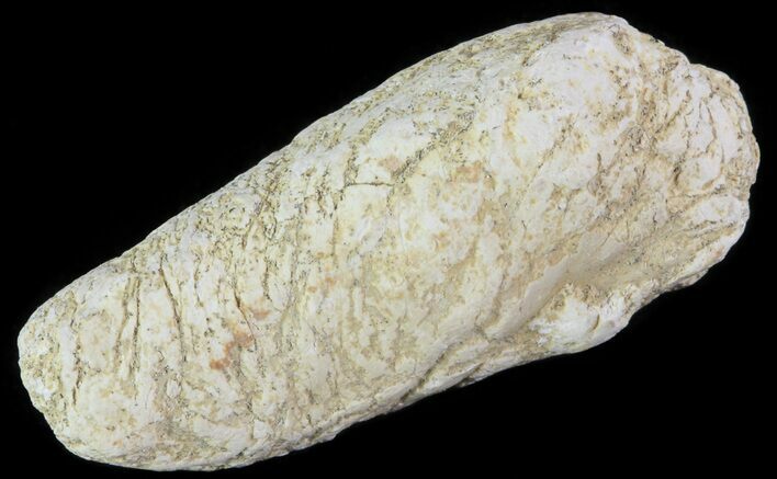 Cretaceous Fish Coprolite (Fossil Poop) - Kansas #64179